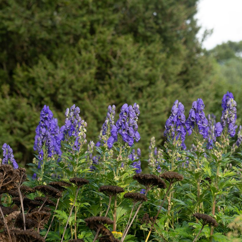 Aconitum carmichaelii (zaad) - Monnikskap (Groeiplaats)