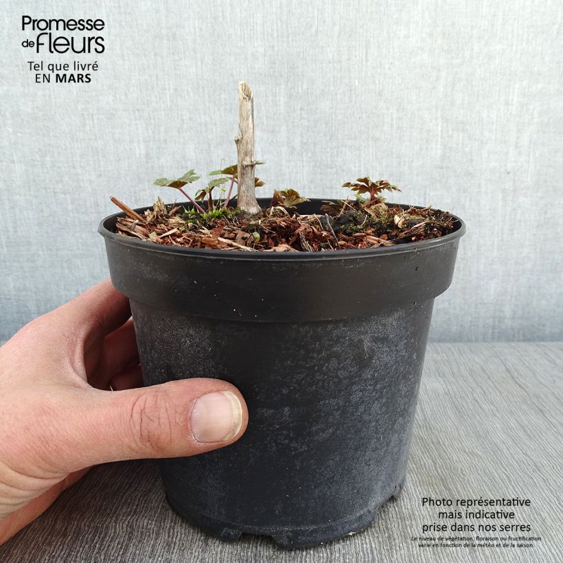 Exemplaar van Aconitum carmichaelii (zaad) - Monnikskap Pot van 2 l/3 l zoals geleverd in de winter