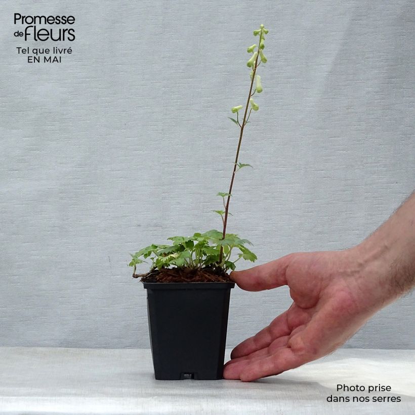 Exemplaar van Aconitum septentrionale Ivorine - Monnikskap Kweekpotje van 8/9 cm zoals geleverd in de lente