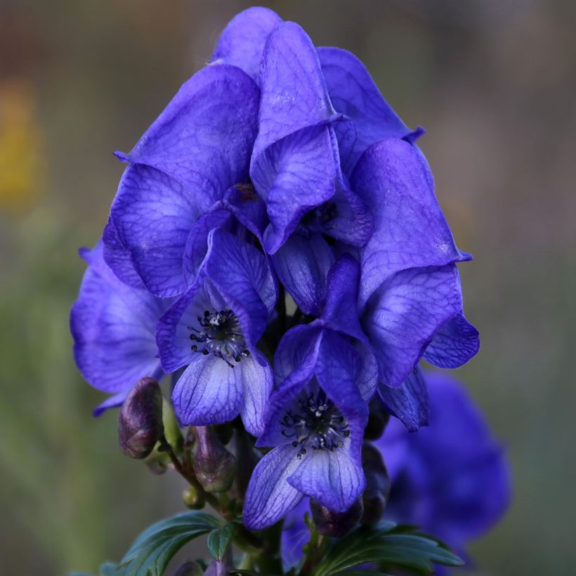 Aconitum fischeri - Azuren monnikskap (Bloei)