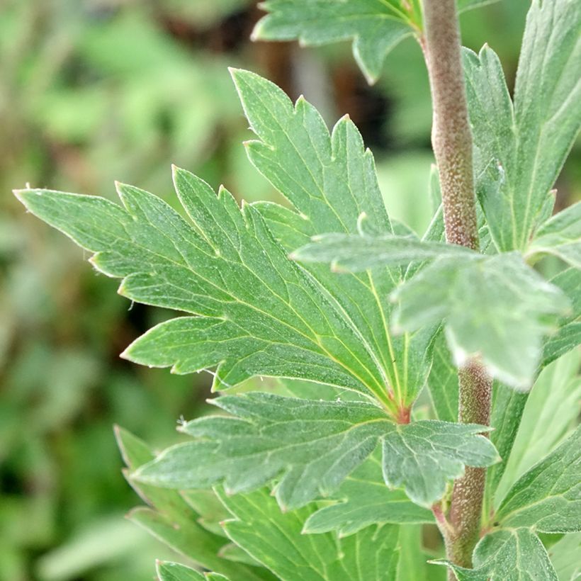 Aconitum fischeri - Azuren monnikskap (Blad)