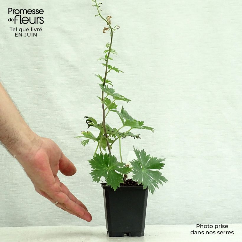 Exemplaar van Aconitum lamarckii - Monnikskap Kweekpotje van 8/9 cm zoals geleverd in de zomer
