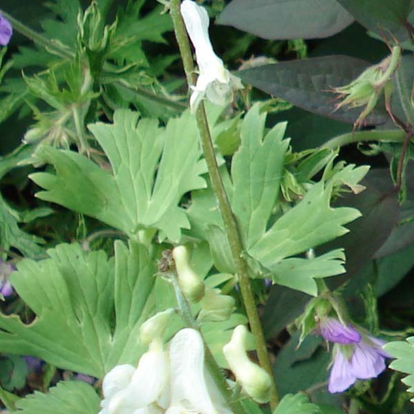 Aconitum septentrionale Ivorine - Monnikskap (Blad)