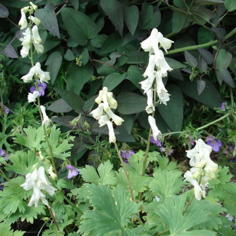 Aconitum septentrionale Ivorine - Monnikskap (Groeiplaats)
