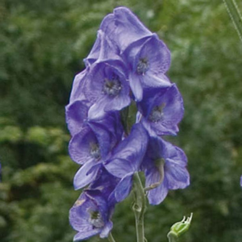 Aconitum carmichaelii (zaad) - Monnikskap (Bloei)
