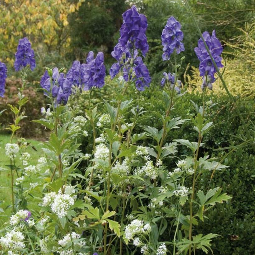 Aconitum carmichaelii (zaad) - Monnikskap (Groeiplaats)