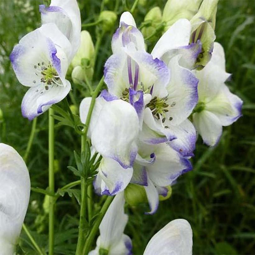 Aconitum Eleonora - Monnikskap (Bloei)