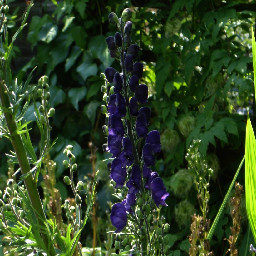Aconitum henryi Spark's Variety - Monnikskap (Groeiplaats)