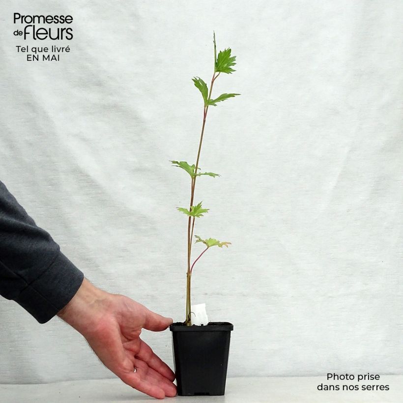 Exemplaar van Aconitum carmichaelii Arendsii - Monnikskap Kweekpotje van 8/9 cm zoals geleverd in de lente