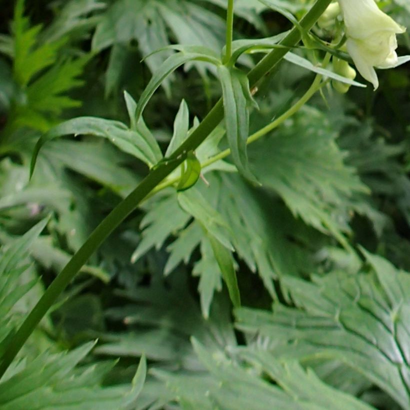 Aconitum lycoctonum subsp. neapolitanum - Monnikskap (Blad)