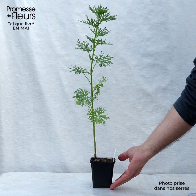 Exemplaar van Aconitum napellus Rubellum - Blauwe monnikskap Kweekpotje van 8/9 cm zoals geleverd in de lente