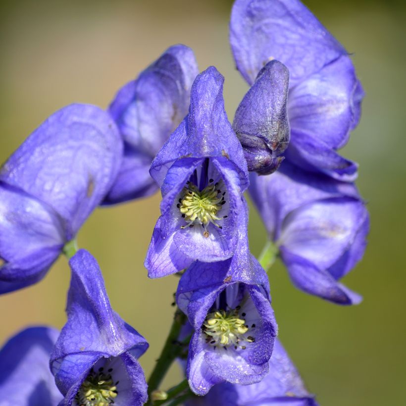 Aconitum napellus Rubellum - Blauwe monnikskap (Bloei)