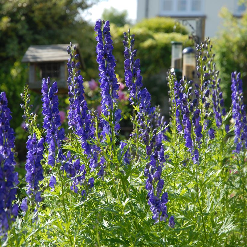Aconitum napellus Rubellum - Blauwe monnikskap (Groeiplaats)