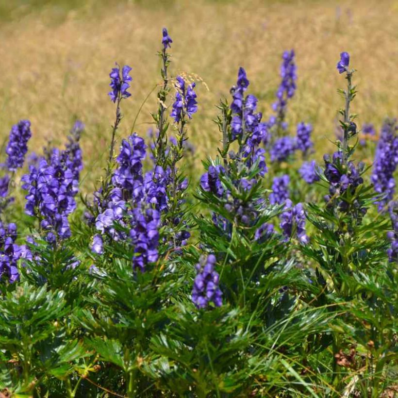 Aconitum napellus ssp. vulgare - Blauwe monnikskap (Groeiplaats)