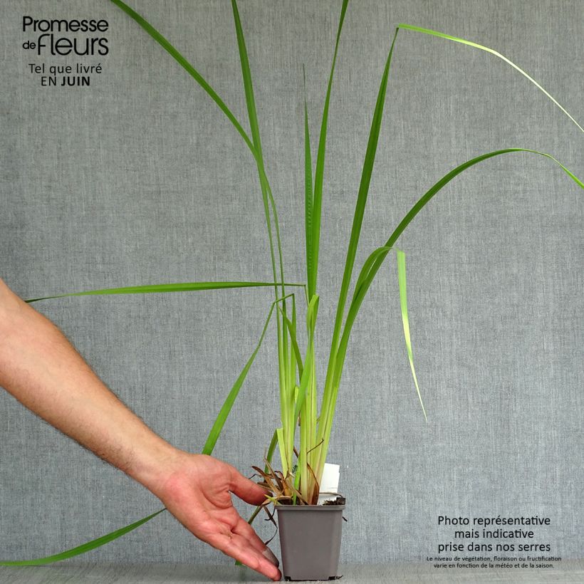 Exemplaar van Acorus calamus Variegatus - Kalmoes Kweekpotje van 8/9 cm zoals geleverd in de zomer