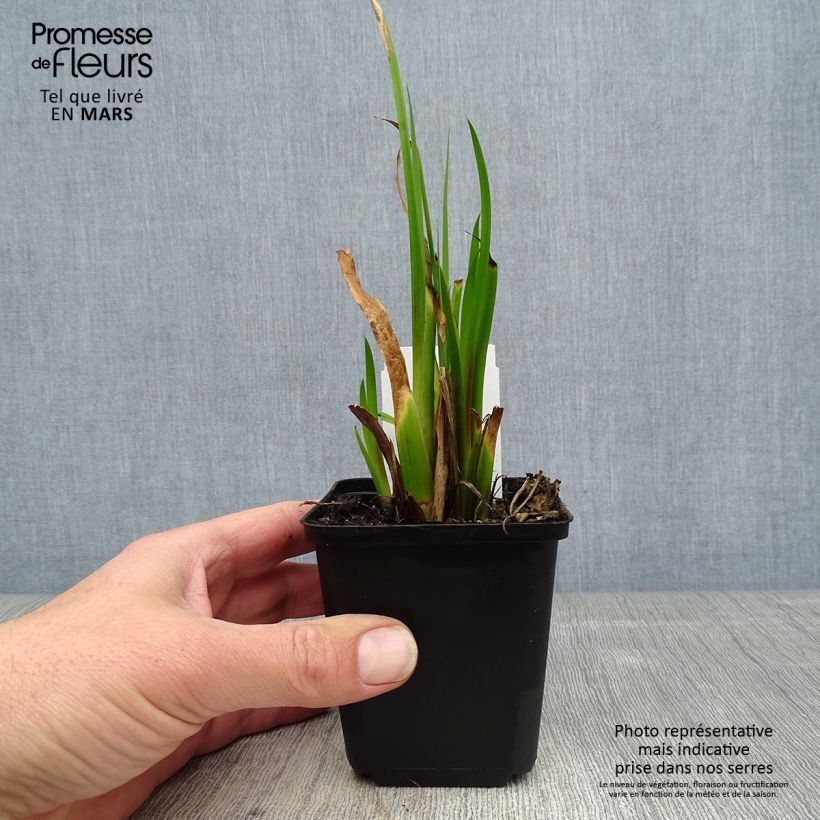 Exemplaar van Acorus calamus Variegatus - Kalmoes Kweekpotje van 8/9 cm zoals geleverd in de lente