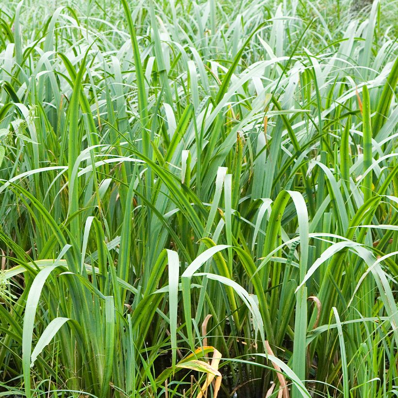 Acorus calamus Variegatus - Kalmoes (Blad)