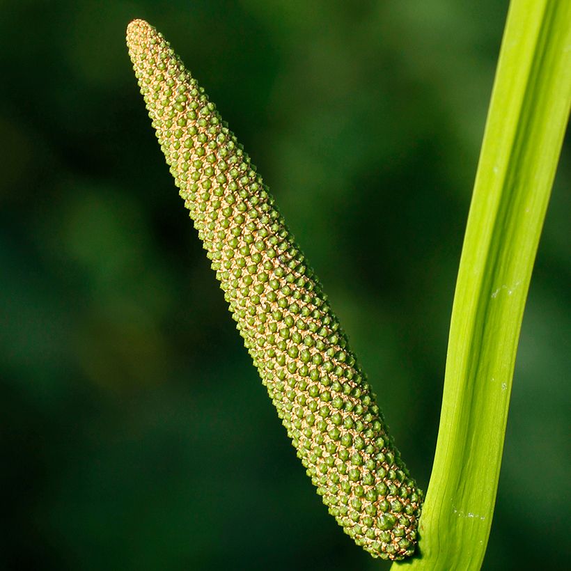 Acorus calamus Variegatus - Kalmoes (Bloei)