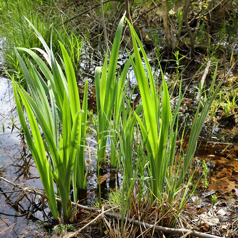 Acorus calamus Variegatus - Kalmoes (Groeiplaats)