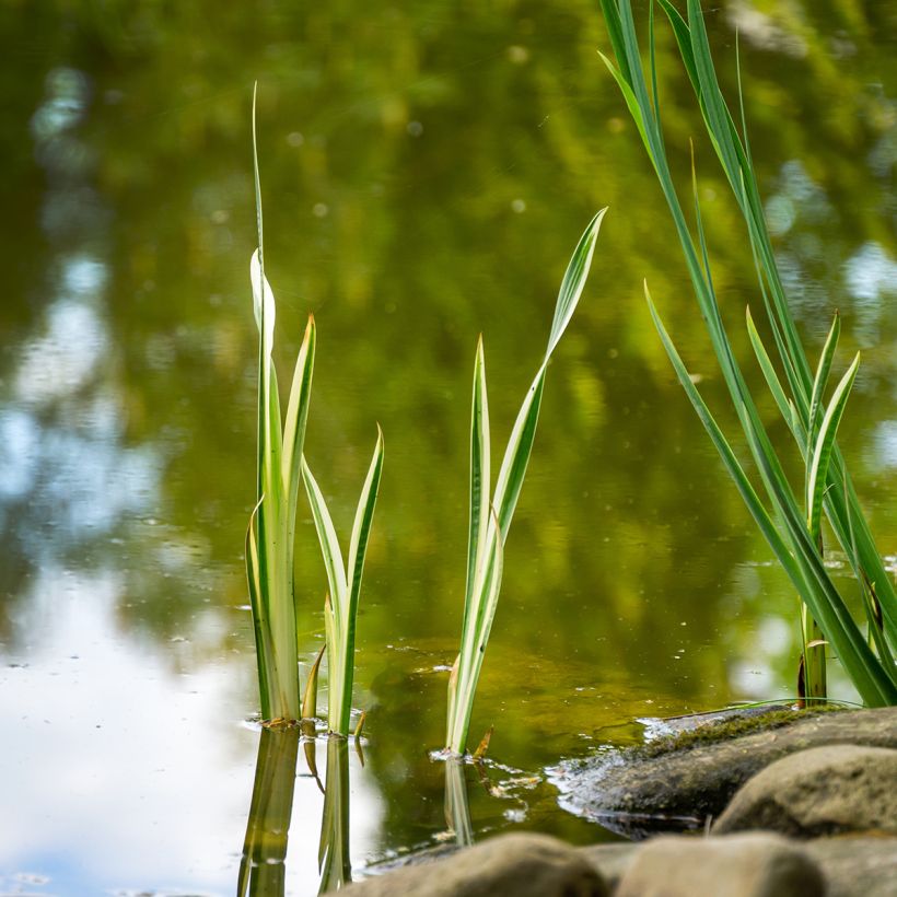 Acorus calamus - Kalmoes (Groeiplaats)
