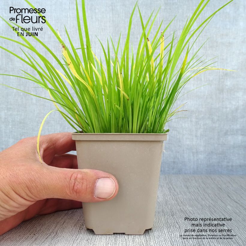 Exemplaar van Acorus gramineus Variegata - Dwergkalmoes Kweekpotje van 8/9 cm zoals geleverd in de zomer