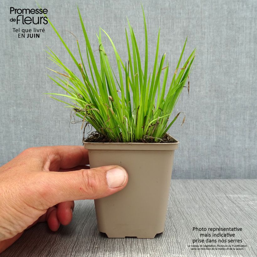 Exemplaar van Acorus gramineus - Dwergkalmoes Kweekpotje van 8/9 cm zoals geleverd in de lente