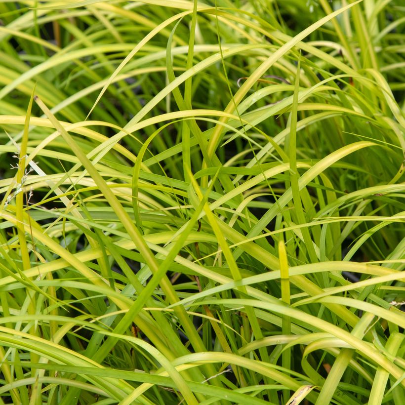 Acorus gramineus Hakuro Nishiki - Dwergkalmoes (Blad)