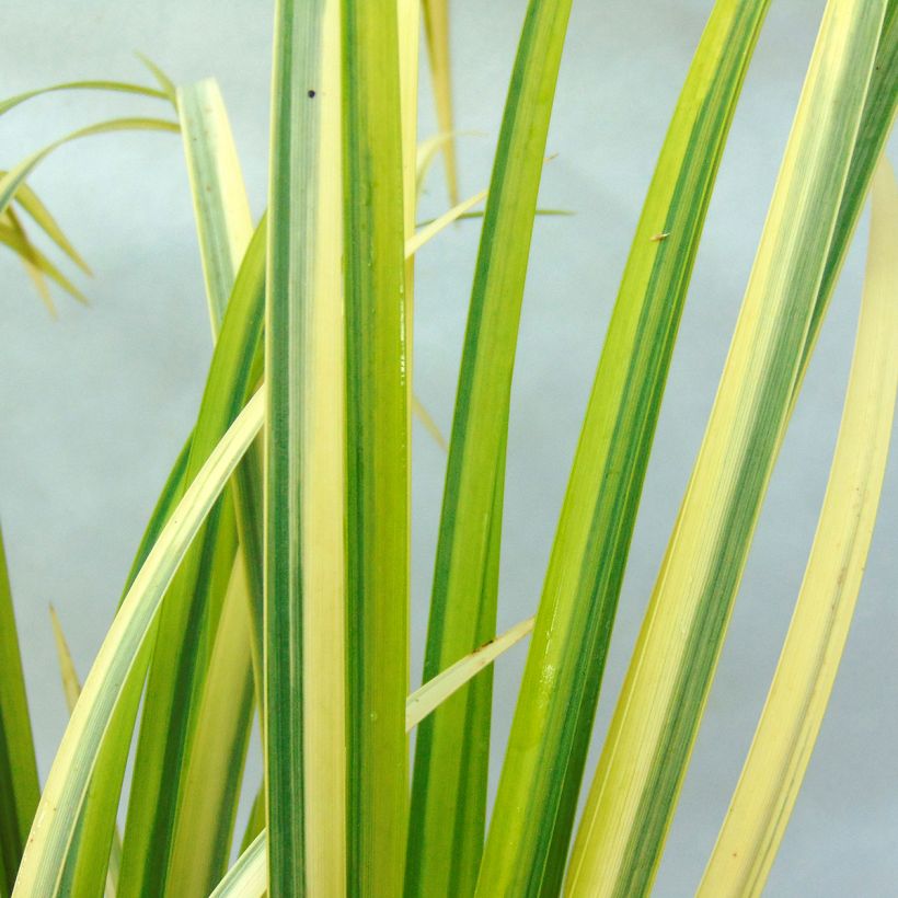 Acorus gramineus Ogon - Dwergkalmoes (Blad)