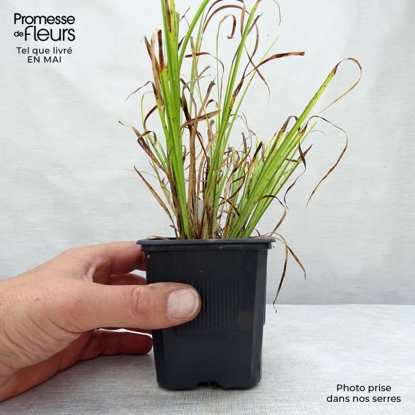 Exemplaar van Acorus gramineus Ogon - Dwergkalmoes Kweekpotje van 8/9 cm zoals geleverd in de lente