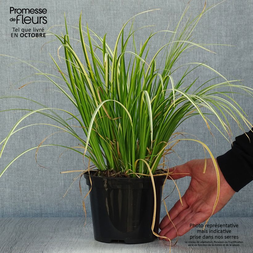 Exemplaar van Acorus gramineus Ogon - Dwergkalmoes Pot van 2 l/3 l zoals geleverd in de herfst