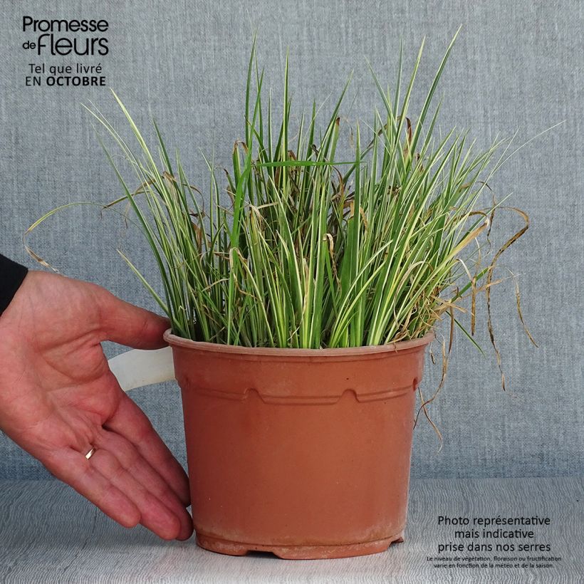 Exemplaar van Acorus gramineus Licorice - Dwergkalmoes Pot van 2 l/3 l zoals geleverd in de herfst