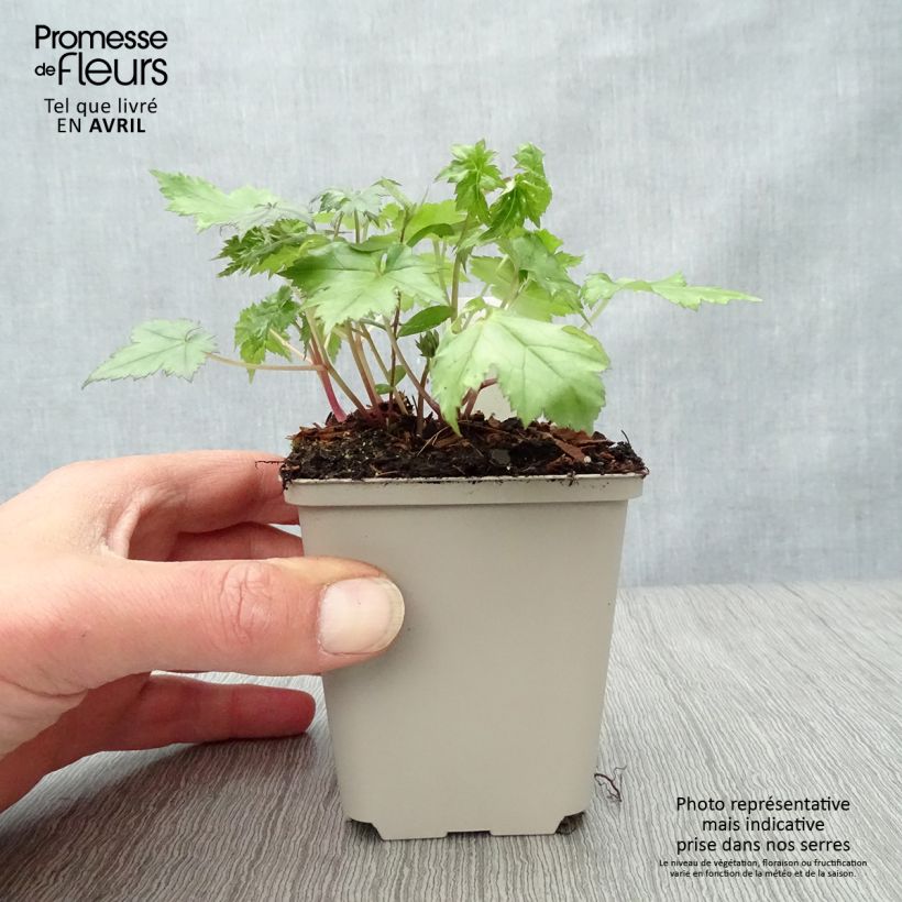 Exemplaar van Actaea japonica Cheju-Do - Zilverkaars Kweekpotje van 8/9 cm zoals geleverd in de lente