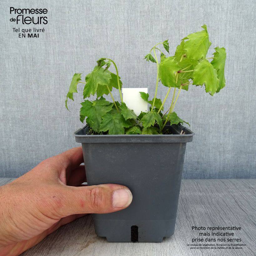 Exemplaar van Actaea japonica Cheju-Do - Zilverkaars Pot van 1 l/1,5 l zoals geleverd in de lente