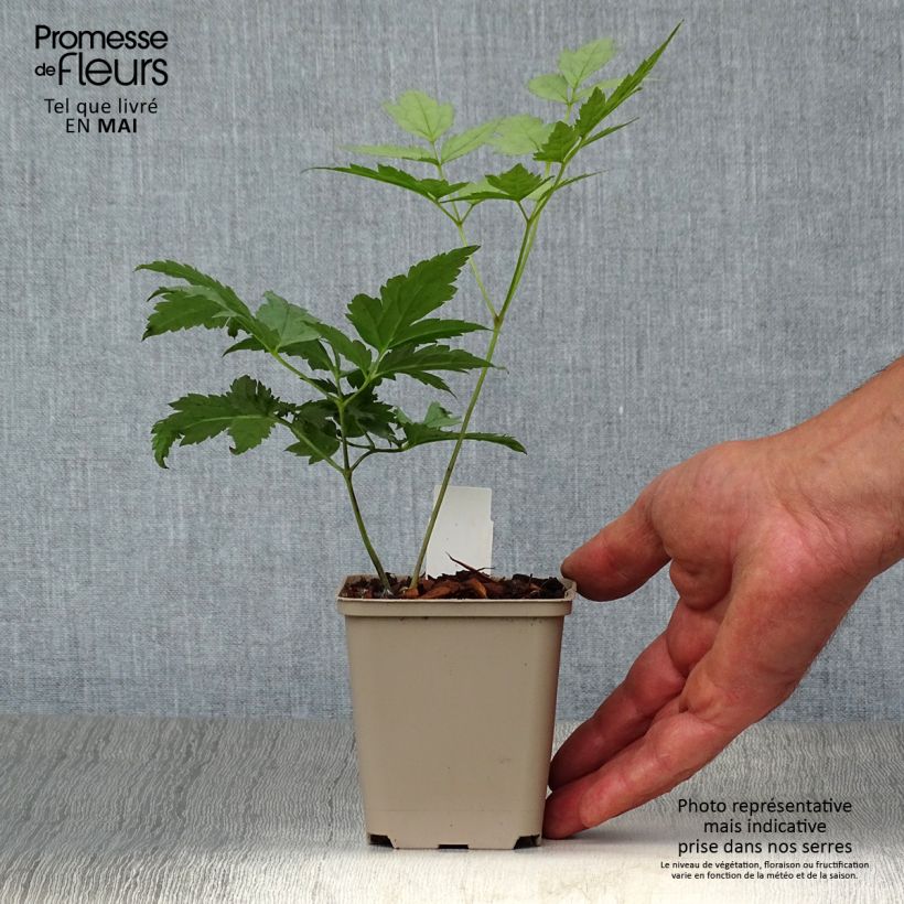 Exemplaar van Actaea pachypoda Misty Blue - Christoffelkruid Kweekpotje van 8/9 cm zoals geleverd in de lente