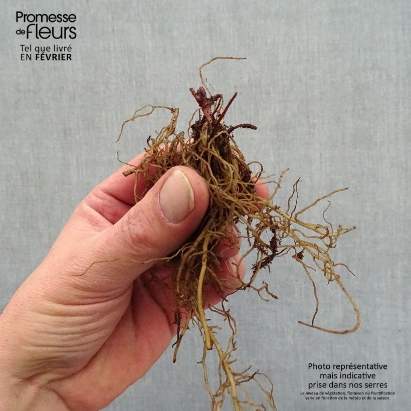 Exemplaar van Actaea pachypoda Misty Blue - Christoffelkruid Naakte wortel zoals geleverd in de winter
