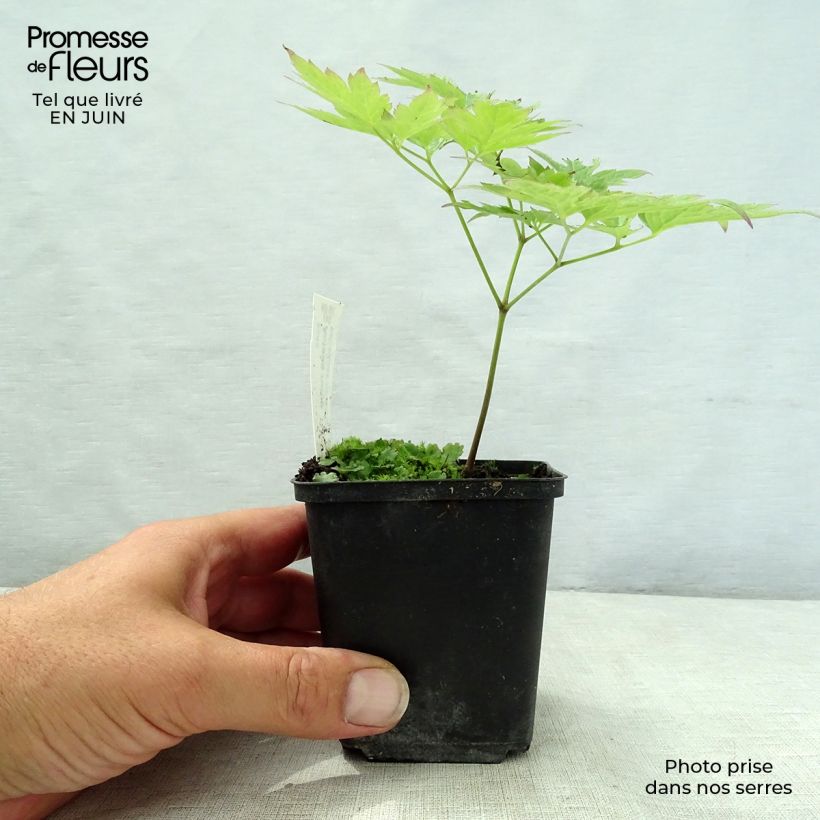 Exemplaar van Actaea rubra - Christoffelkruid Kweekpotje van 8/9 cm zoals geleverd in de zomer