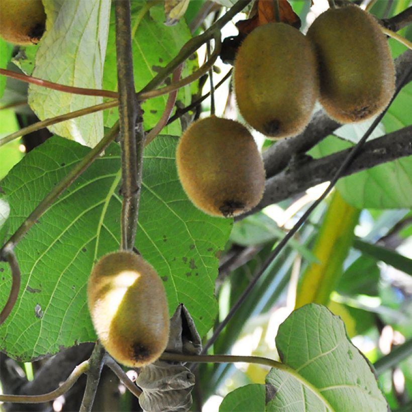 Kiwi - Actinidia deliciosa Tomuri (mannelijk) (Oogst)