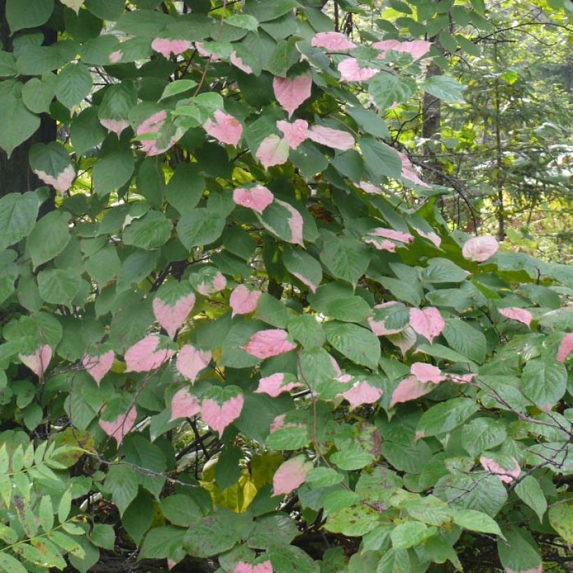Actinidia kolomikta Eve - Siberische kiwi (Blad)