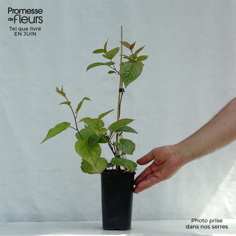 Exemplaar van Actinidia kolomikta Eve - Siberische kiwi Pot van 1,5 l/2 l zoals geleverd in de zomer