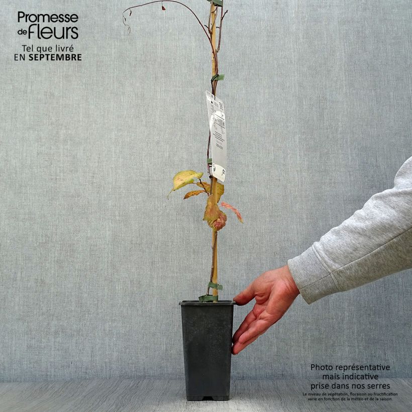 Exemplaar van Actinidia kolomikta - Siberische kiwi Pot van 2 l/3 l zoals geleverd in de herfst