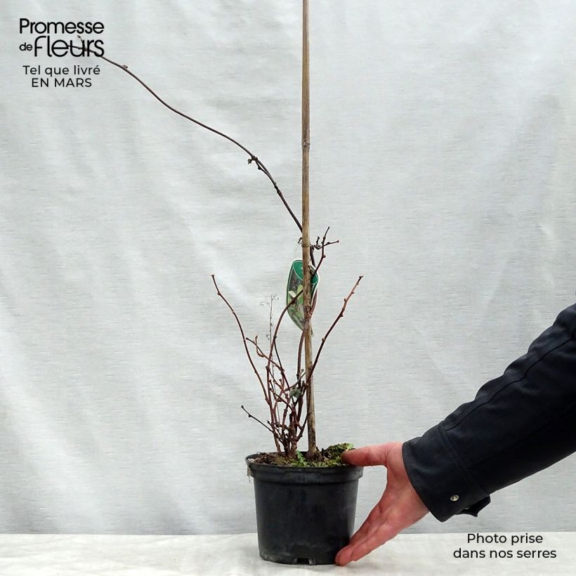 Exemplaar van Actinidia pilosula - Siberische kiwi Pot van 2 l/3 l zoals geleverd in de lente