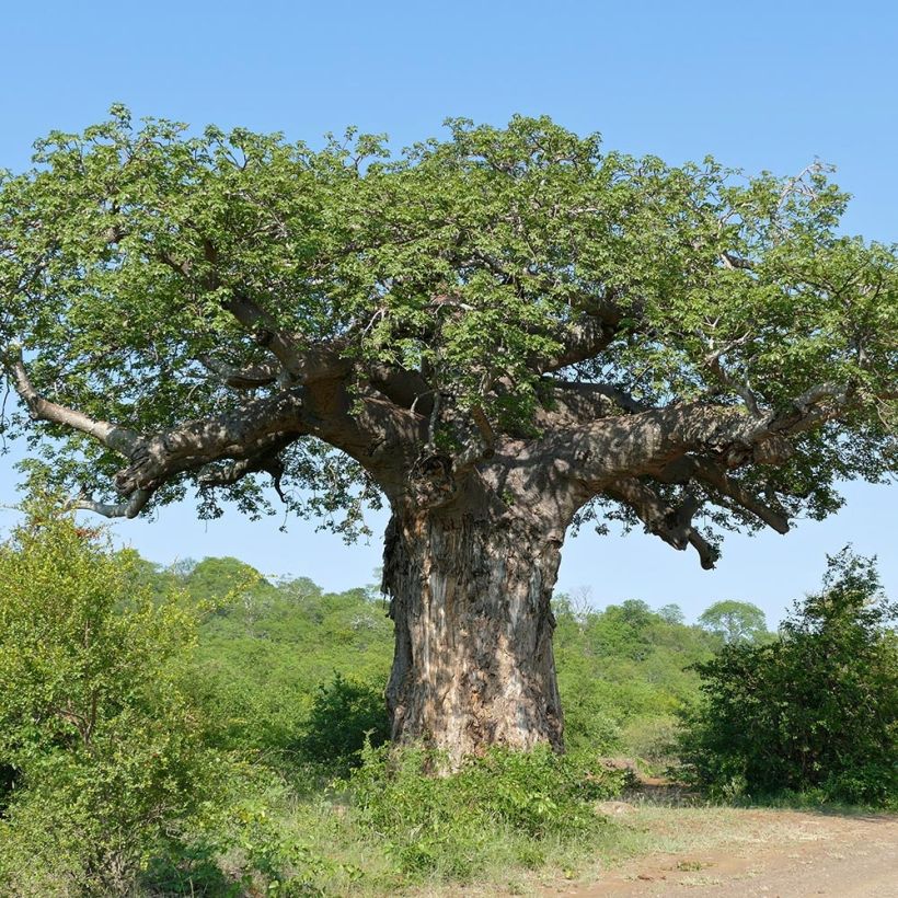 Adansonia digitata - Baobab (Groeiplaats)