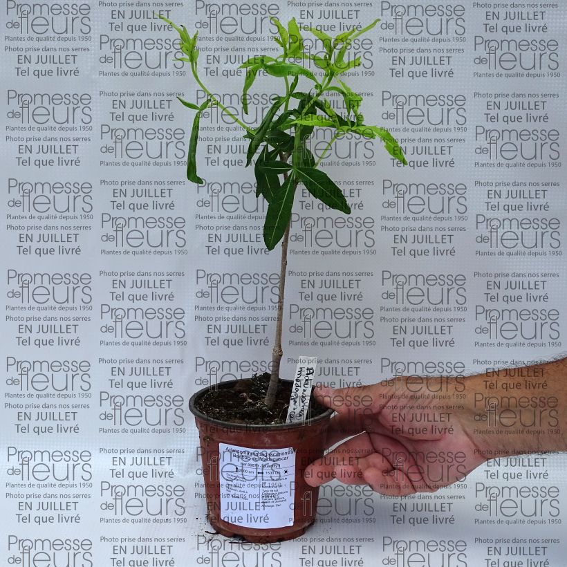 Exemplaar van Adansonia madagascariensis - Malagassische baobab Pot van 12 cm / 13 cm zoals geleverd in de zomer