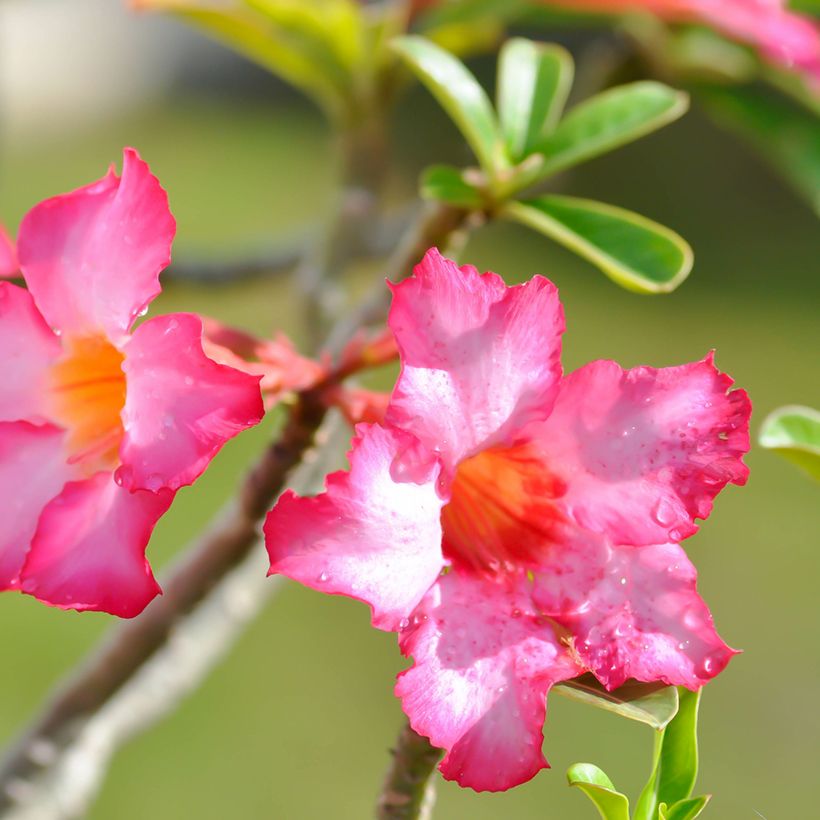 Adenium obesum - Woestijnroos (Bloei)