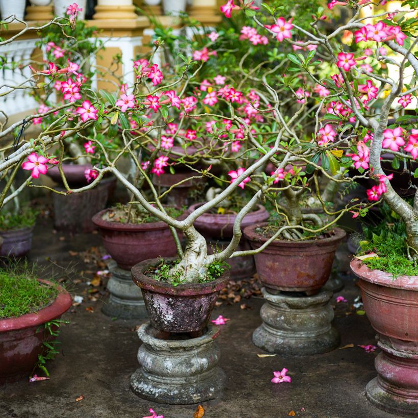 Adenium obesum - Woestijnroos (Groeiplaats)