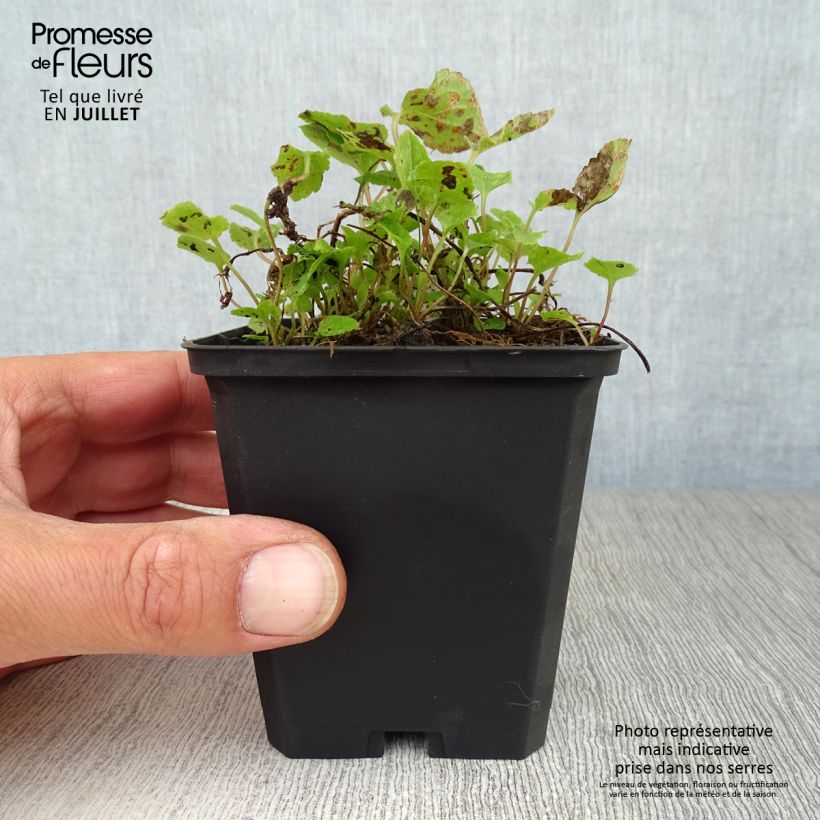 Exemplaar van Adenophora confusa Gaudi Violet - Bekerklokje Kweekpotje van 8/9 cm zoals geleverd in de zomer