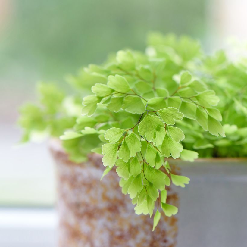 Adiantum Fritz Lüthi - Capillaire (Blad)