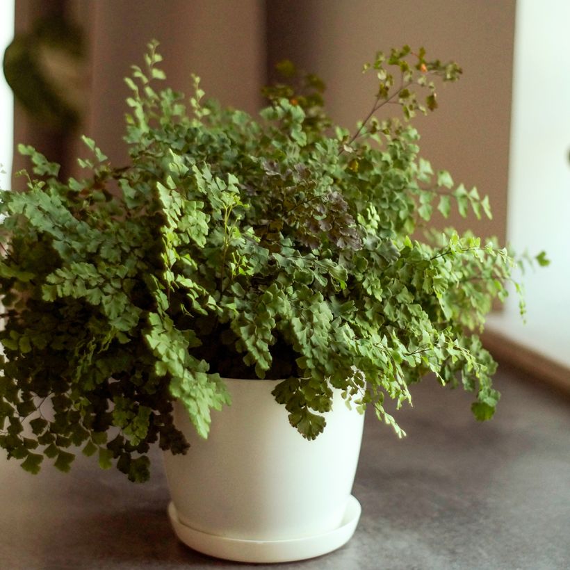 Adiantum Fritz Lüthi - Capillaire (Groeiplaats)