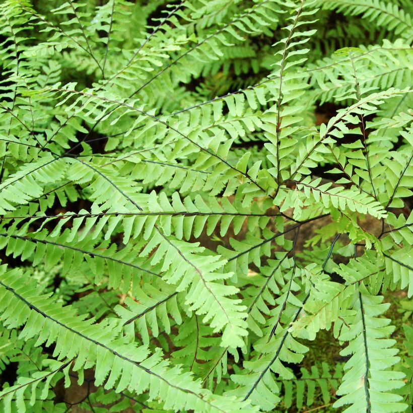 Adiantum aleuticum Imbricatum - Vrouwenhaar (Blad)