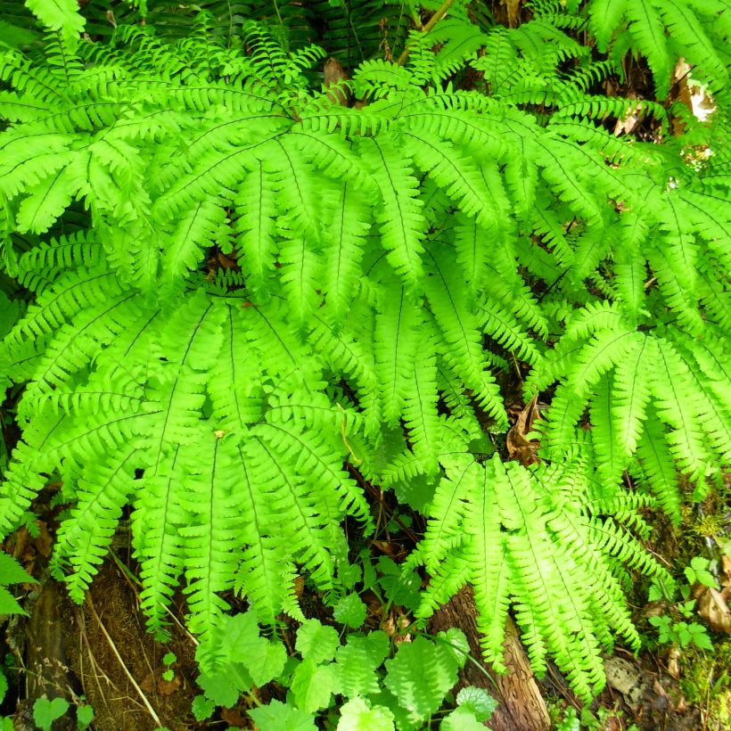 Adiantum aleuticum Miss Sharples - Vrouwenhaar (Groeiplaats)